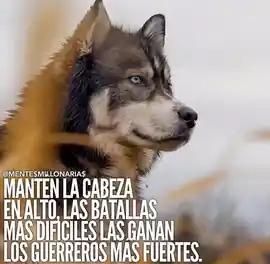 manten_la_cabeza_en_alto_las_batallas_mas_dificiles_las_ganan_los_guerreros_mas_fuertes