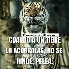 cuando_a_un_tigre_lo_acorralas_no_se_rinde_pelea
