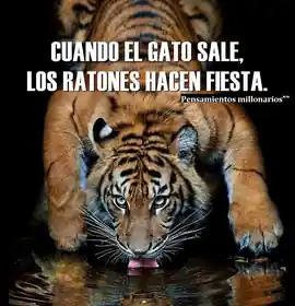 cuando_el_gato_sale_los_ratones_hacen_fiesta