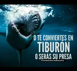 o_te_conviertes_en_tiburon_o_seras_su_presa