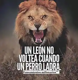 un_leon_no_voltea_cuando_un_perro_ladra