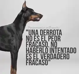 una_derrota_no_es_el_peor_fracaso_no_haberlo_intentado_es_el_verdadero_fracaso