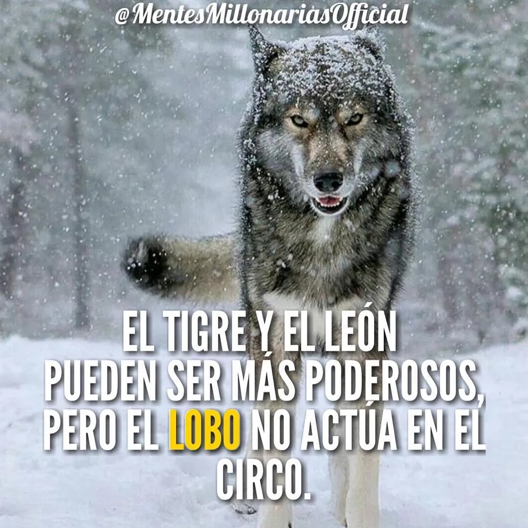 El tigre y el león pueden ser más poderosos.