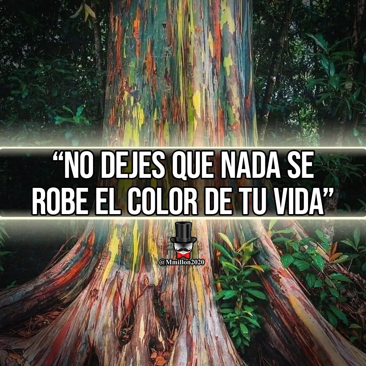 La primera oración es no dejes que nada se robe el color de tu vida.