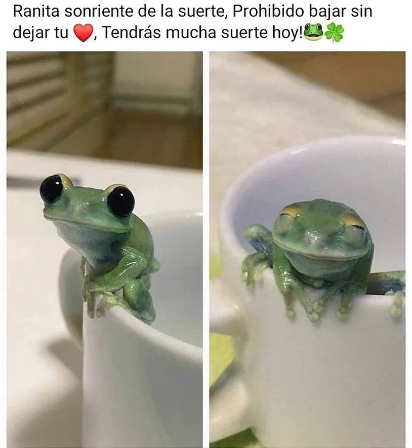 Ranita sonriente de la suerte,