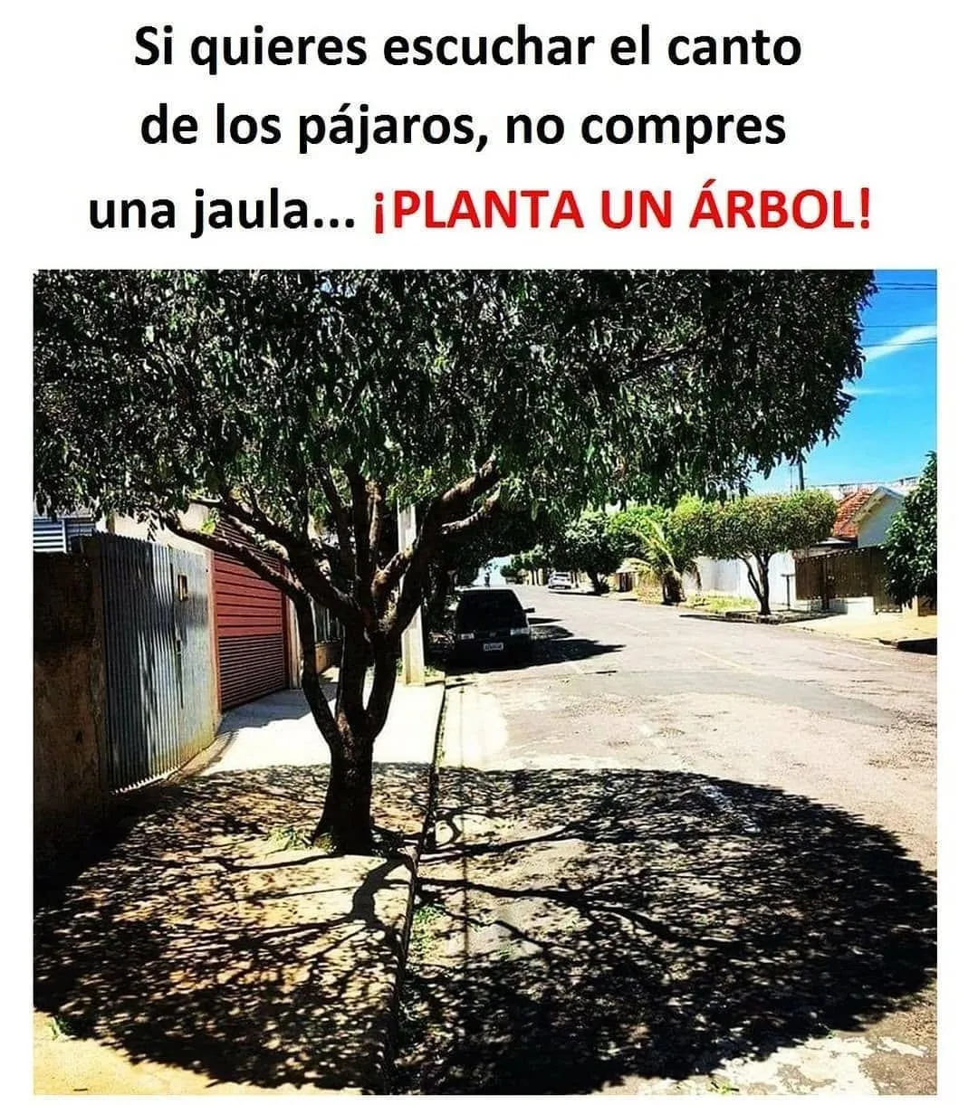 Si quieres escuchar el canto de los pájaros. . .