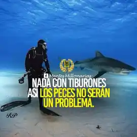 nada_con_tiburones_asi_los_peces_no_seran_un_problema