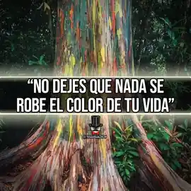 no_dejes_que_nada_se_robe_el_color_de_tu_vida