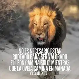 no_es_necesario_estar_rodeado_para_ser_valorado_el_leon_camina_solo_mientras_que_la_oveja_camina_en_manada