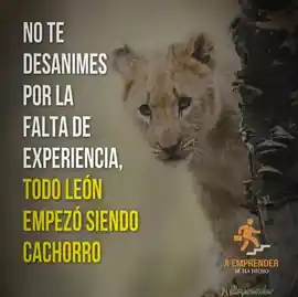 no_te_desanimes_por_la_falta_de_experiencia_todo_leon_empezo_siendo_cachorro