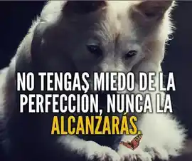 no_tengas_miedo_de_la_perfeccion_nunca_la_alcanzaras