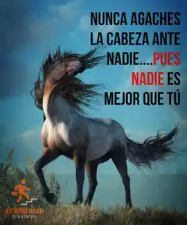 nunca_agaches_la_cabeza_ante_nadiepues_nadie_es_mejor_que_tu