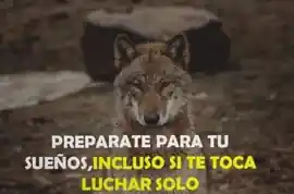 preparate_para_tus_suenos_incluso_si_te_toca_luchar_solo