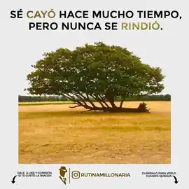 se_cayo_hace_mucho_tiempo_pero_nunca_se_rindio