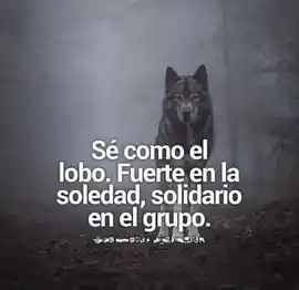 se_como_el_lobo_fuerte_en_la_soledad_solidario_en_el_grupo