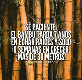 se_paciente_el_bambu_tarda_7_anos_en_echar_raices_y_solo_6_semanas_en_crecer_mas_de_30_metros