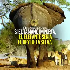 si_el_tamano_importara_el_elefante_seria_el_rey_de_la_selva
