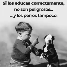 si_los_educas_correctamente_no_son_peligrosos_y_los_perros_tampoco