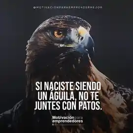 si_naciste_siendo_un_aguila_no_te_juntes_con_patos