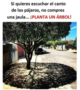 si_quieres_escuchar_el_canto_de_los_pajaros_no_compres_una_jaula_planta_un_arbol