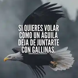 si_quieres_volar_como_un_aguila_deja_de_juntarte_con_gallinas