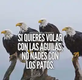 si_quieres_volar_con_las_aguilas_no_nades_con_los_patos