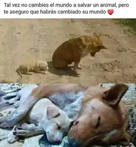 tal_vez_no_cambies_el_mundo_a_salvar_un_animal_pero_te_aseguero_que_habras_cambiado_su_mundo