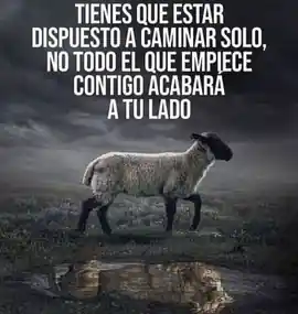 tienes_que_estar_dispuesto_a_caminar_solo_no_todo_el_que_empiece_contigo_acabara_a_tu_lado