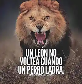 un_leon_no_voltea_cuando_un_perro_ladra