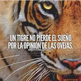 un_tigre_no_pierde_el_sueno_por_la_opinion_de_las_ovejas