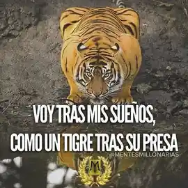 voy_tras_mis_suenos_como_un_tigre_tras_su_presa_1