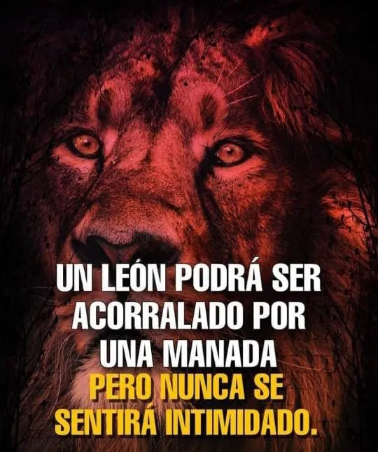 Un león podrá ser acorralado por una manada. . .