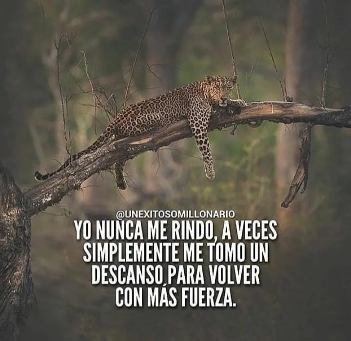 Yo nunca me rindo, a veces simplemente me tomo un descanso para volver con más fuerza.