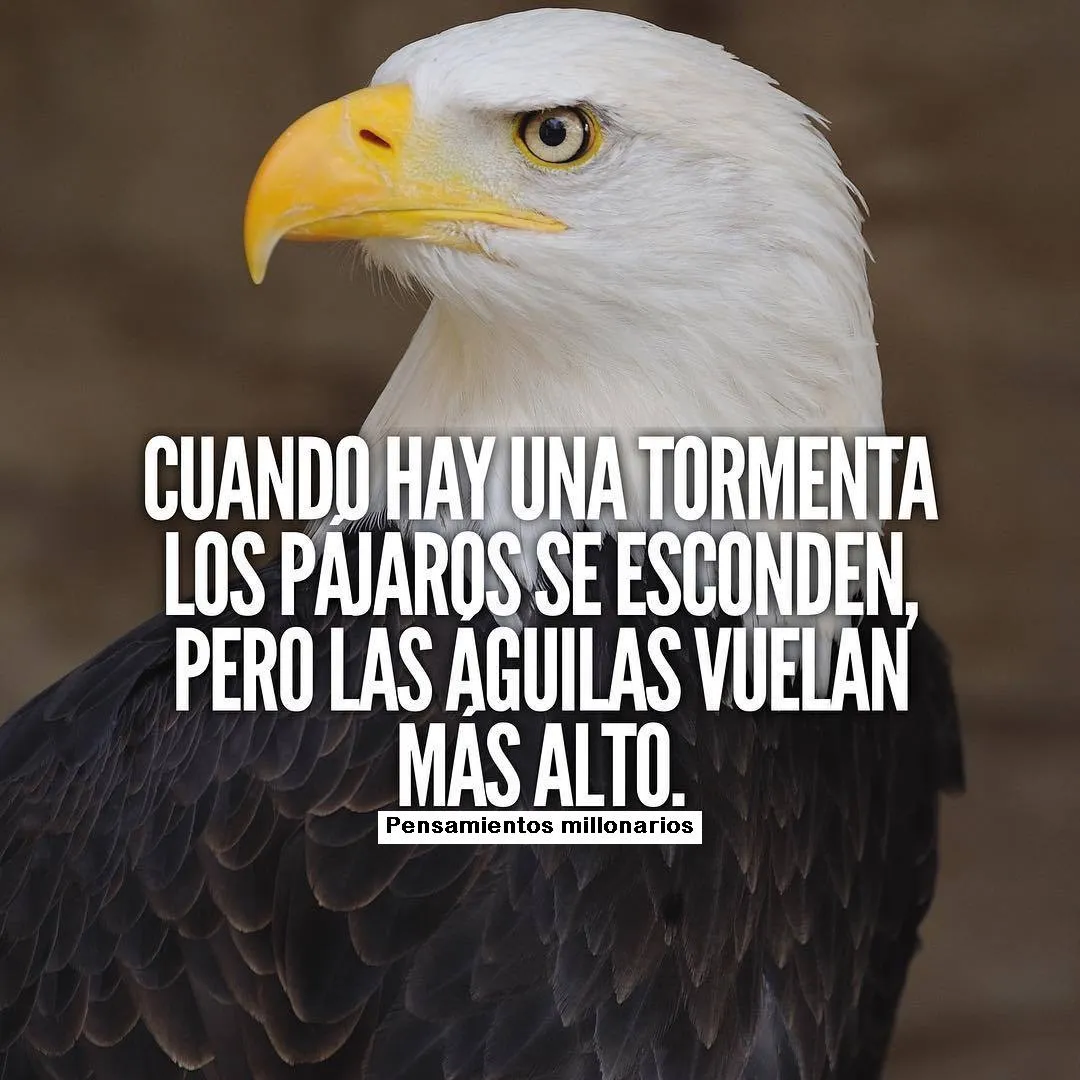 Cuando hay una tormenta los pájaros se esconden.