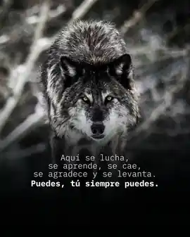 aqui_se_lucha_se_aprende_se_cae_se_agradece_y_se_levanta_puedes_tu_siempre_puedes