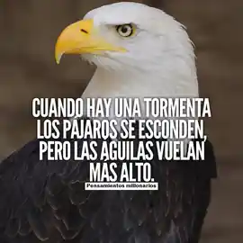 cuando_hay_una_tormenta_los_pajaros_se_esconden_pero_las_aguilas_vuelan_mas_alto