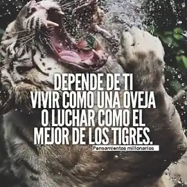 depende_de_ti_vivir_como_una_oveja_o_luchar_como_el_mejor_de_los_tigres