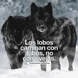 los_lobos_caminan_con_lobos_no_con_ovejas