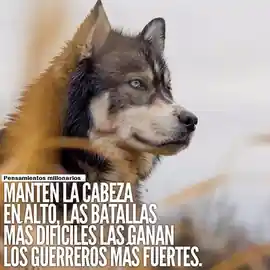 manten_la_cabeza_en_alto_las_batallas_mas_dificiles_las_ganan_los_guerreros_mas_fuertes