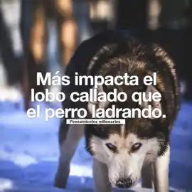 mas_impacta_el_lobo_callado_que_el_perro_ladrando