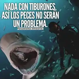 nada_con_tiburones_asi_los_peces_no_seran_un_problema