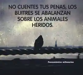 no_cuentes_tus_penas_los_buitres_se_abalanzan_sobre_los_animales_heridos