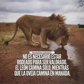 no_es_necesario_estar_rodeado_para_ser_valorado_el_leon_camina_solo_mientras_que_la_oveja_camina_en_manada