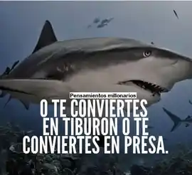 o_te_conviertes_en_tiburon_o_te_conviertes_en_presa