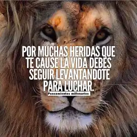 por_muchas_heridas_que_te_cause_la_vida_debes_seguir_levantandote_para_luchar