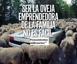 ser_la_oveja_emprendedora_de_la_familia_no_es_facil