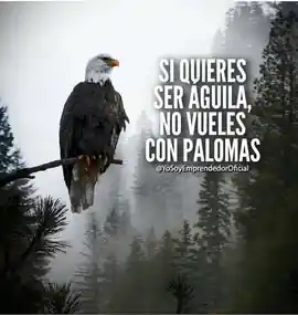 si_quieres_ser_aguila_no_vueles_con_palomas