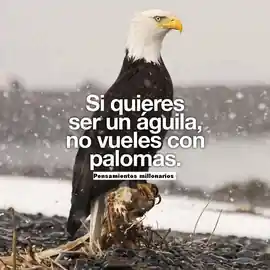 si_quieres_ser_un_aguila_no_vueles_con_palomas