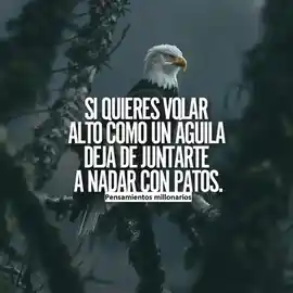 si_quieres_volar_alto_como_un_aguila_deja_de_juntarte_a_nadar_con_patos