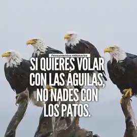 si_quieres_volar_con_las_aguilas_no_nades_con_los_patos